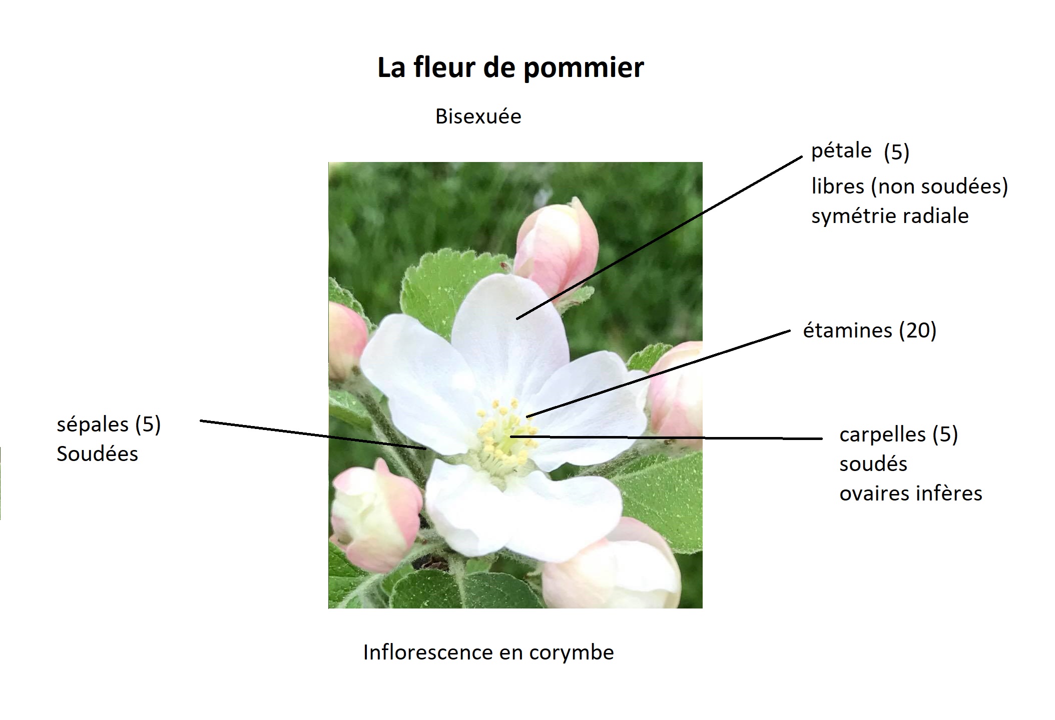 Annexe fleur pommier.jpg