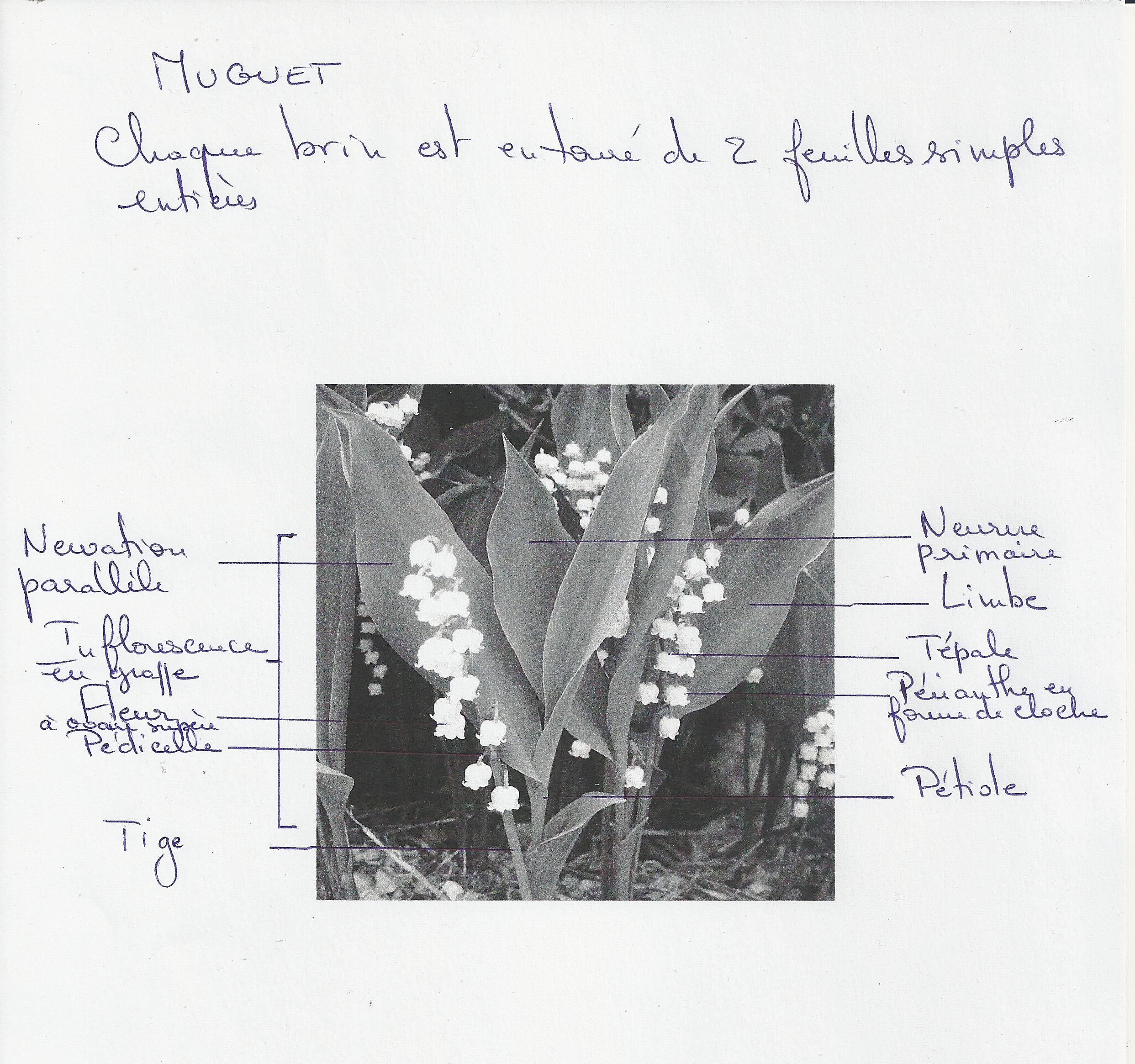 Annexe Document numérisé.jpg