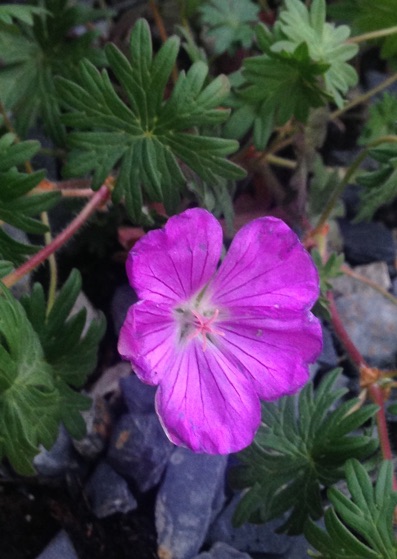 Annexe Géranium sanguin.jpg