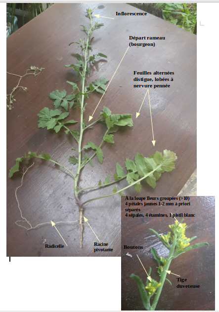 Annexe Capture du 2018-04-30 215308.png