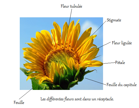 Annexe tournesol légendé.png