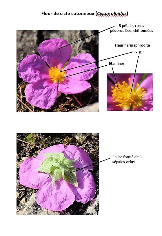 Annexe Fleur de ciste cotonneux.JPG
