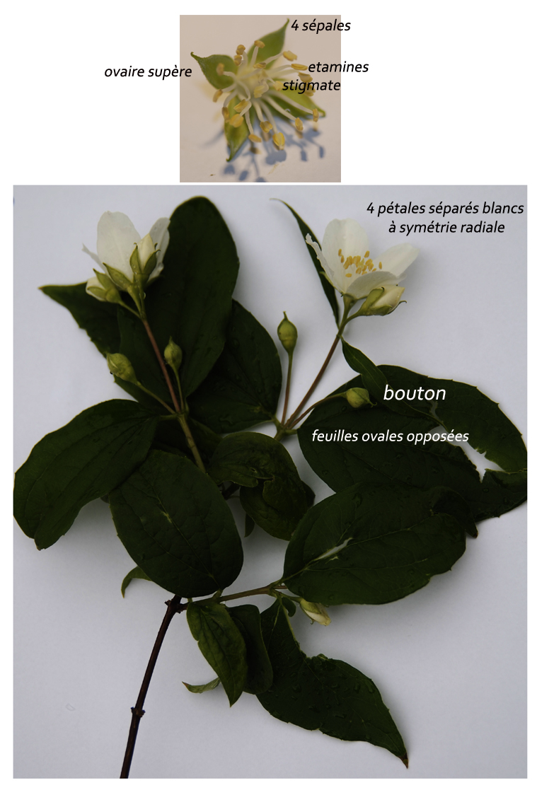 Annexe seringa étude.jpg