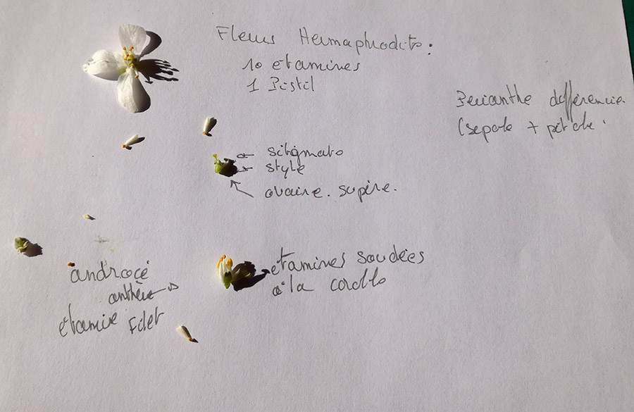 Annexe OrangerDuMexique (1).jpg