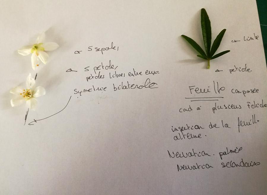 Annexe OrangerDuMexique (2).jpg