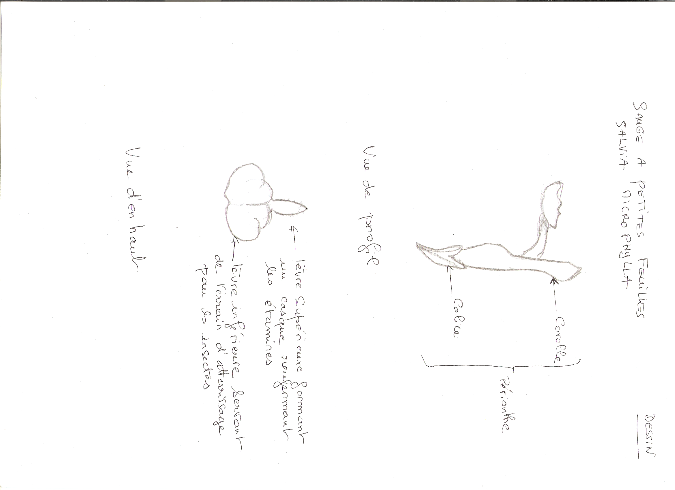 Annexe dessin sauge.png