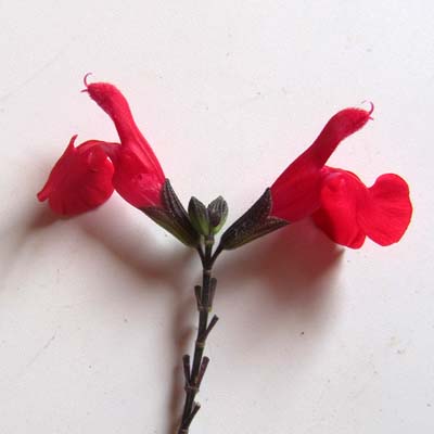 Annexe sauge_g_fl_rouge-profil.jpg