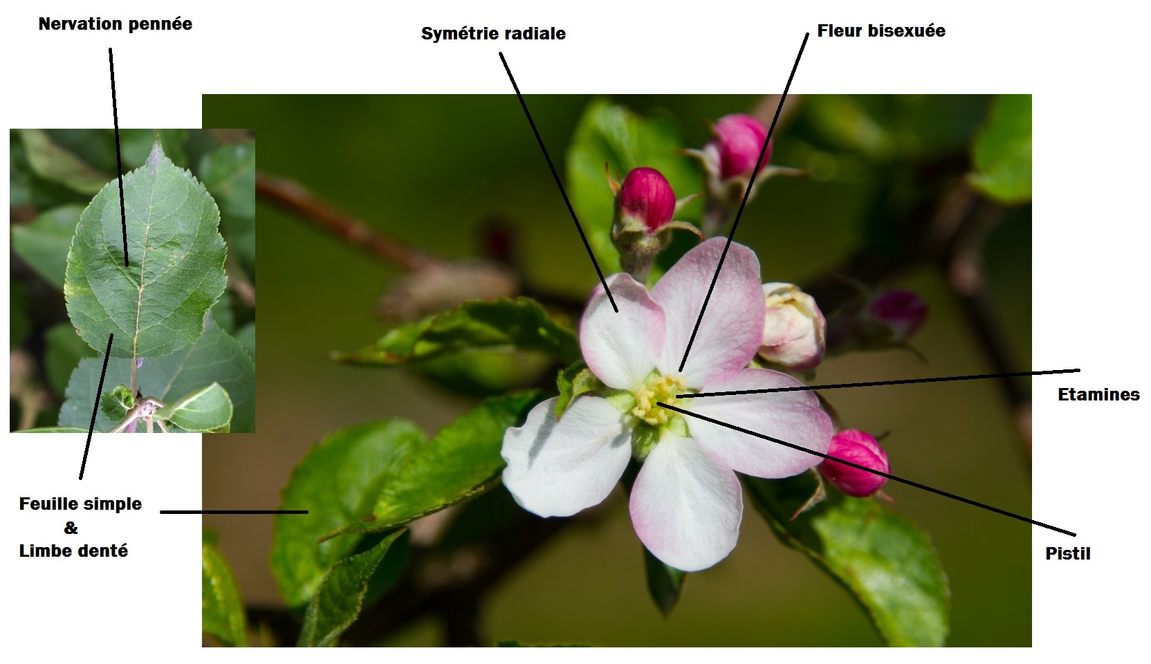 Annexe Fleur_familière_pommier.jpg