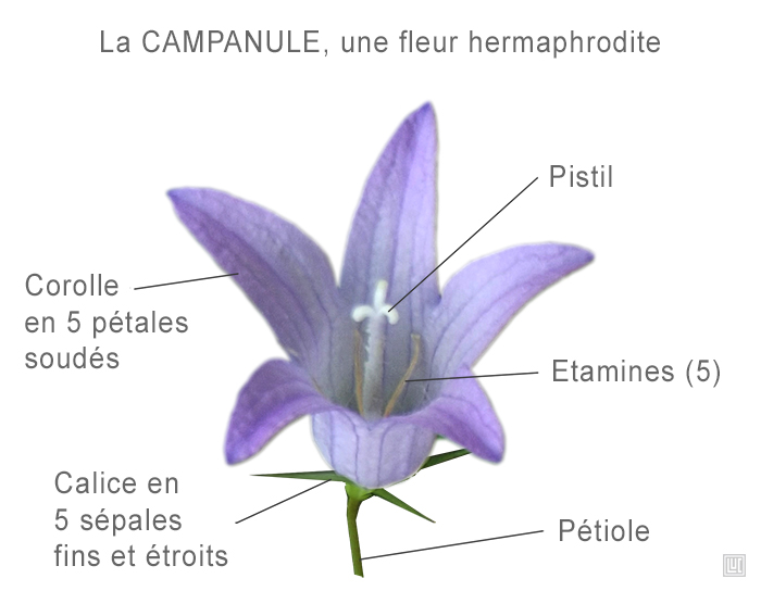 Annexe campanule.jpg