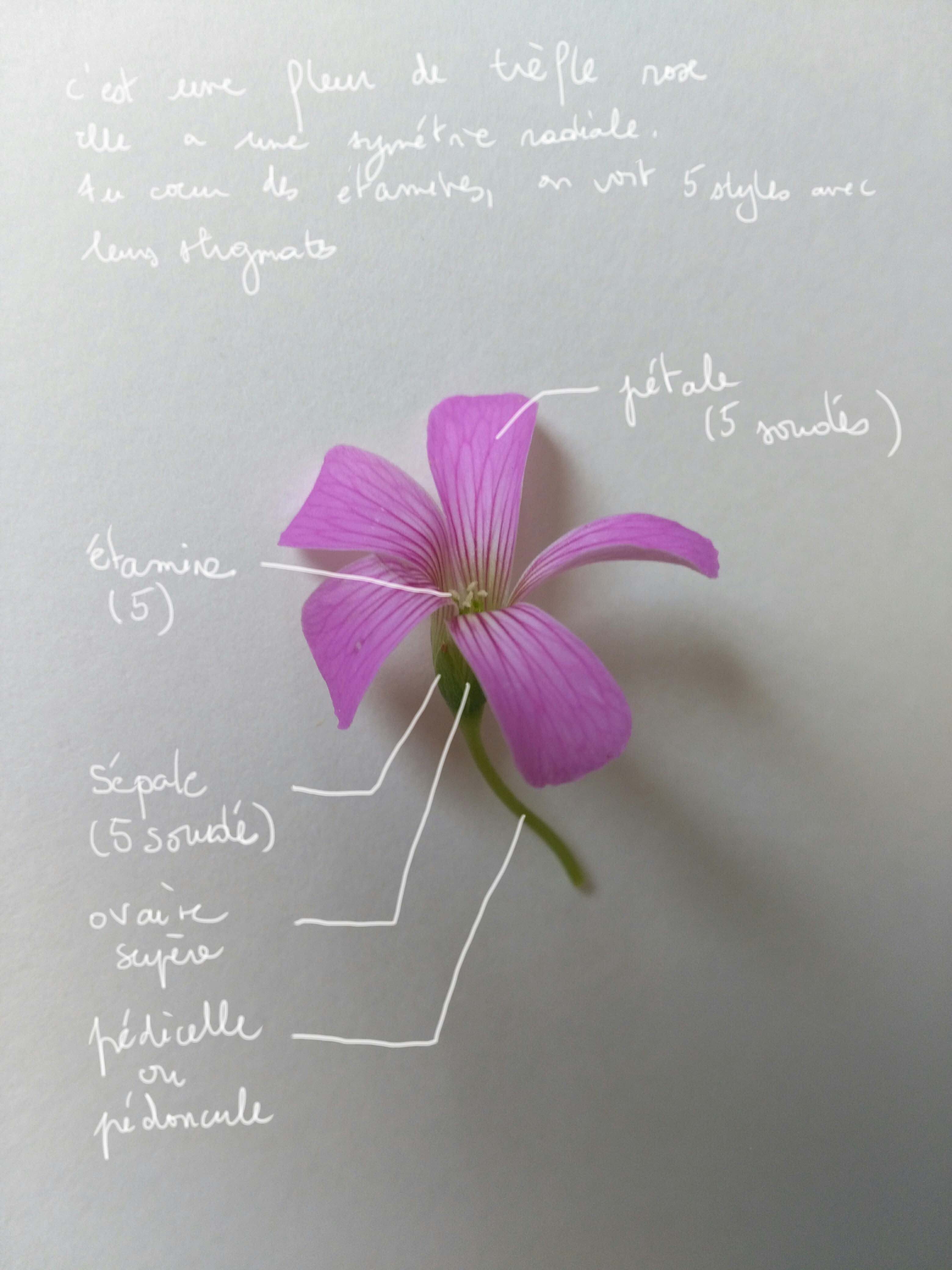 Annexe a trefle rose.jpg