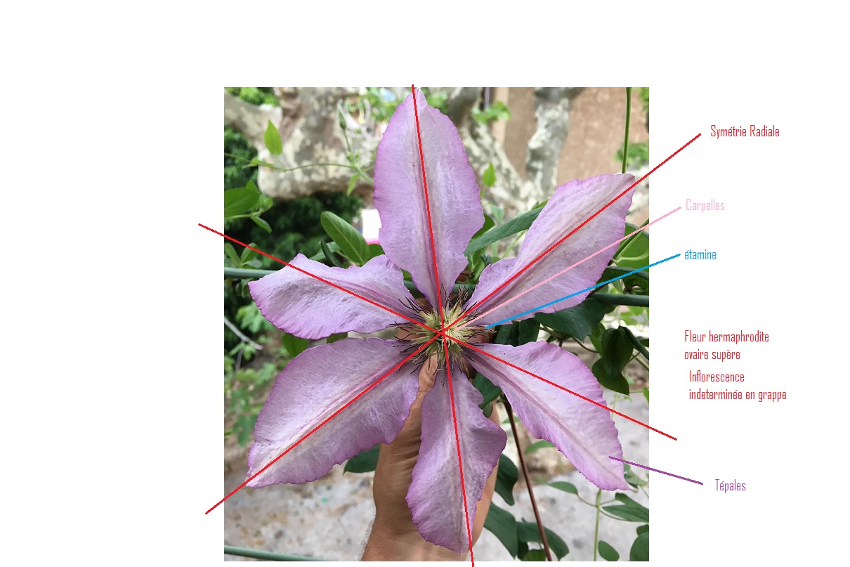 Annexe Clematite .jpg