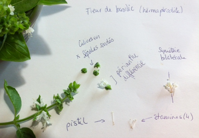 Annexe sans-titre.png