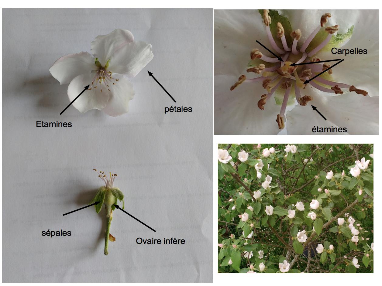 Annexe fleur_cognassier.jpg