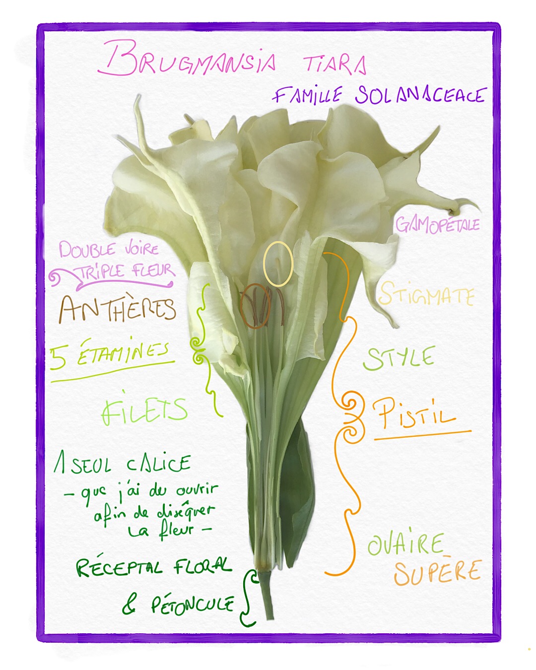 Annexe Brugmansia tiara - dissection.jpeg