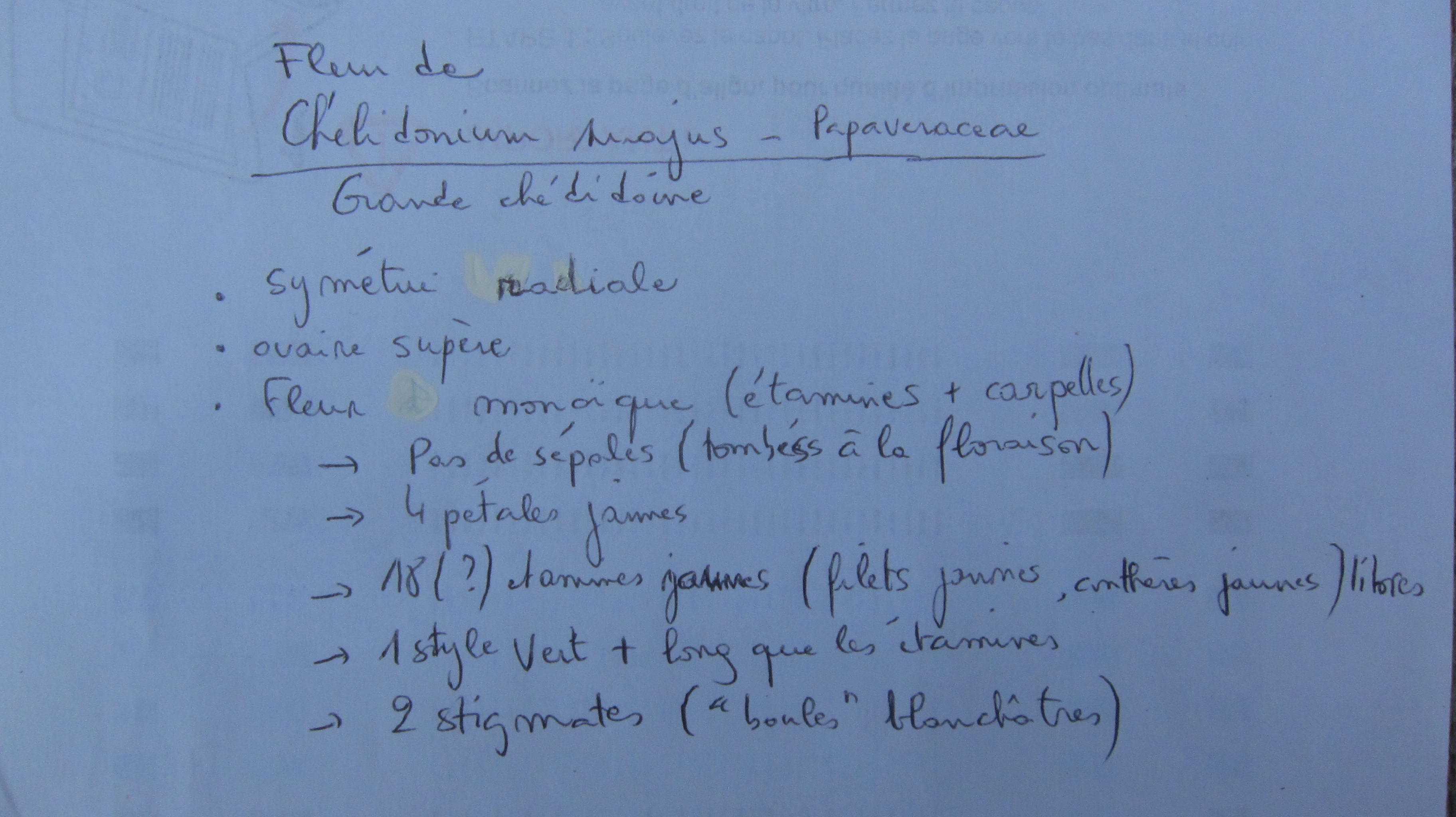 Annexe Description de la fleur Chelidonium majus.JPG