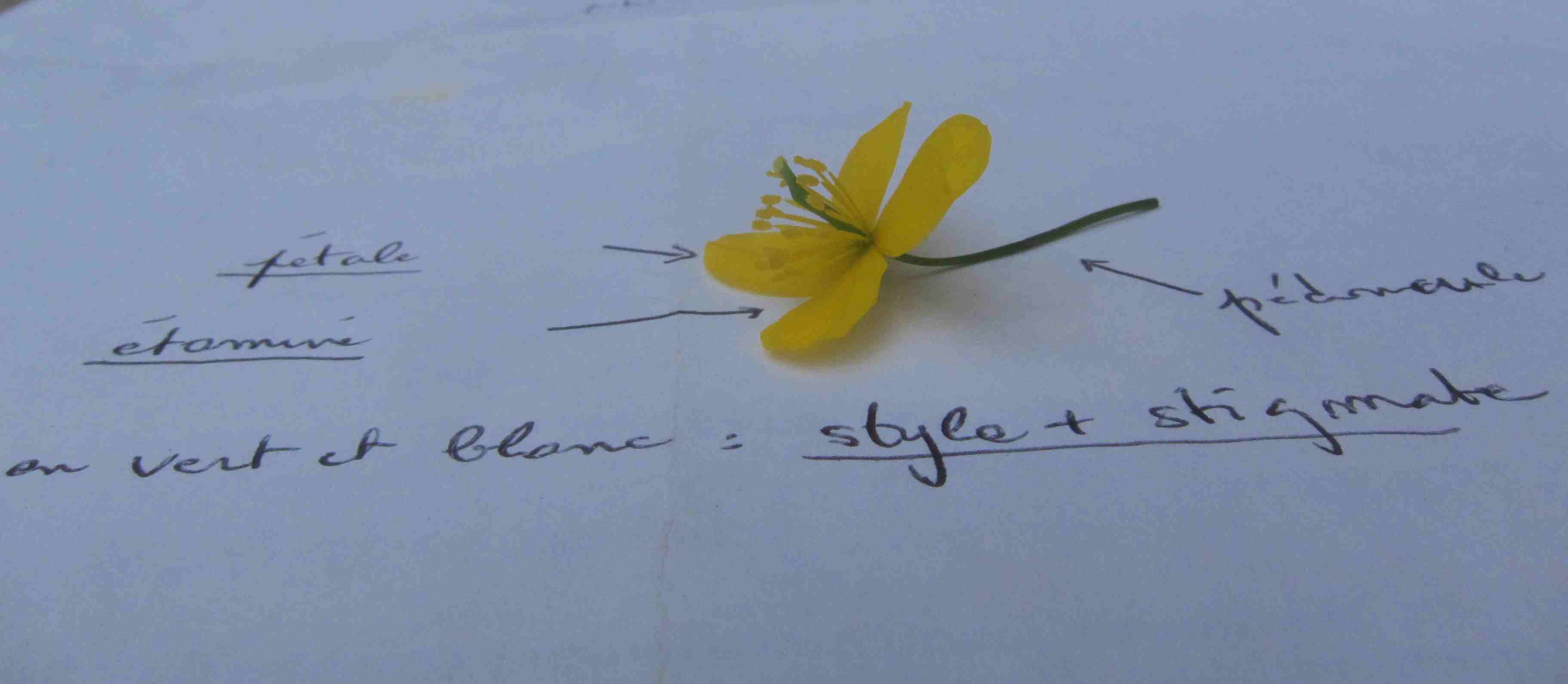 Annexe Et maintenant la fleur en photo !.jpg