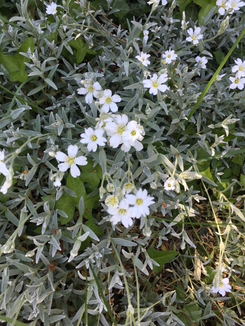 Annexe Cerastium Tomentosum 1.jpg