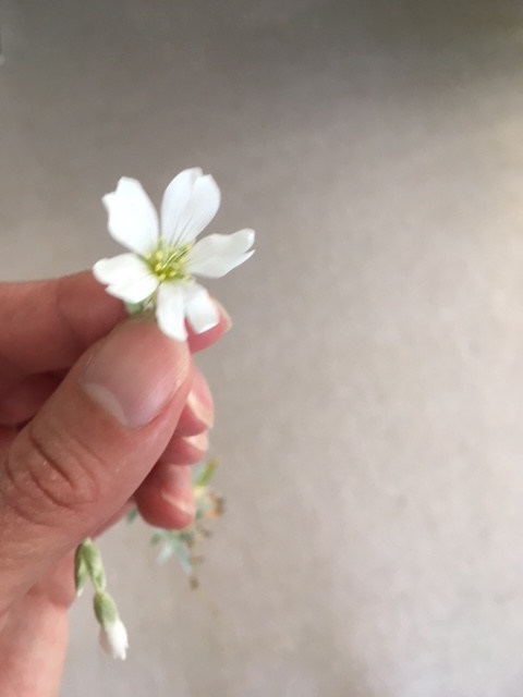 Annexe Cerastium Tomentosum 2.jpg