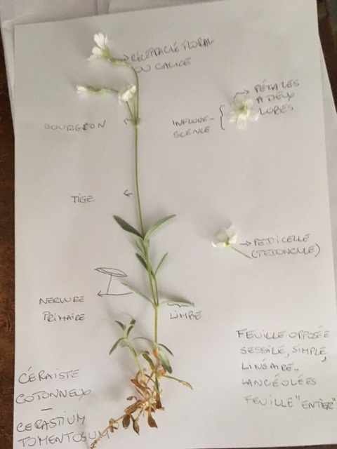 Annexe Schéma Cerastium Tomentosum.jpg