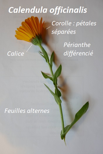 Annexe Fleur complète.jpg