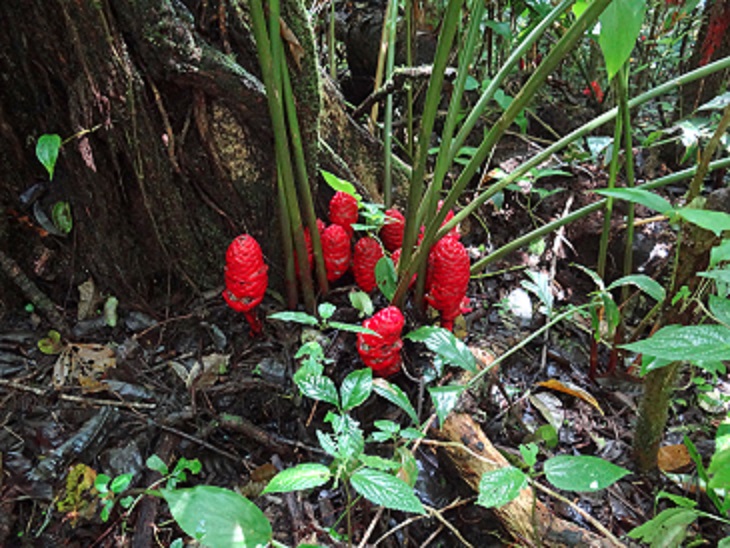 Annexe Fleur de porcelaine.jpg