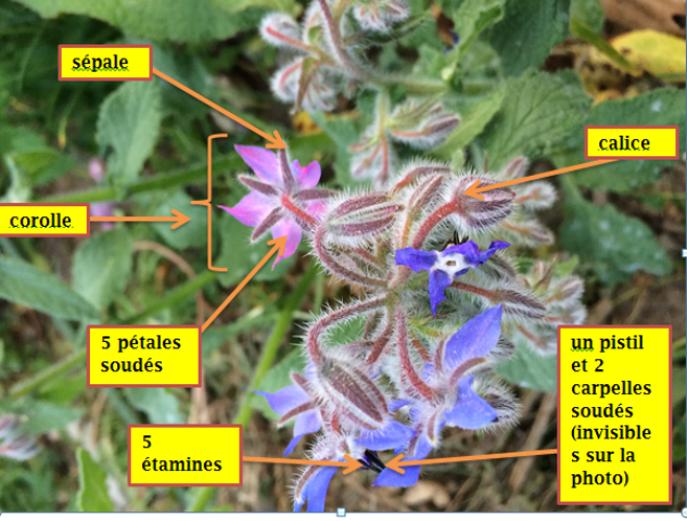 Annexe Bourrache_annotee.png