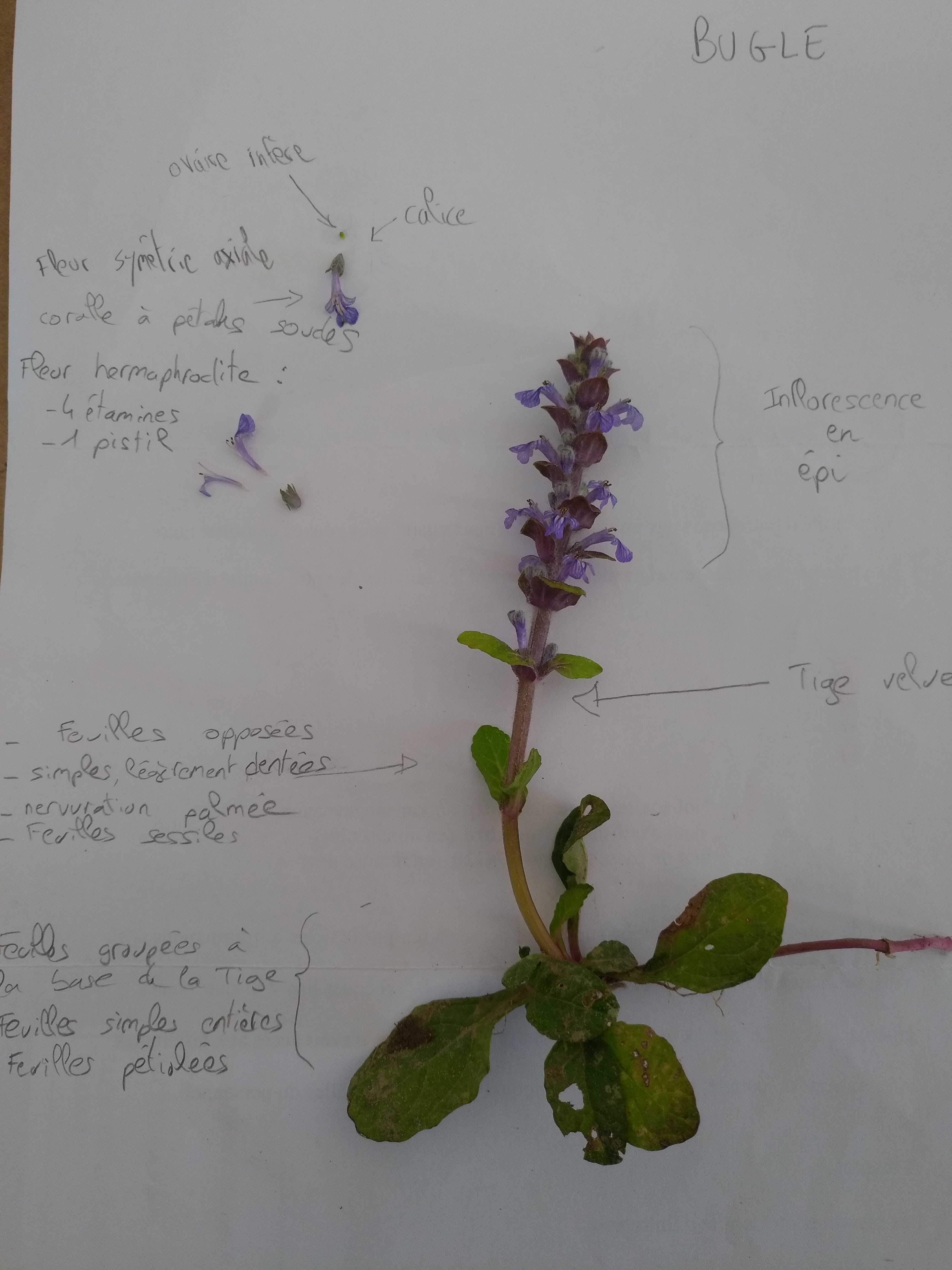 Annexe IMG_20180509_083110-min.jpg