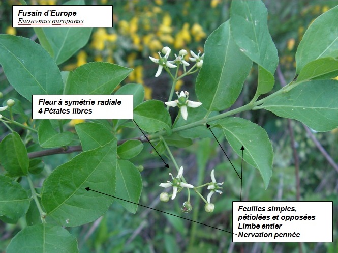 Annexe fusain deurope .jpg