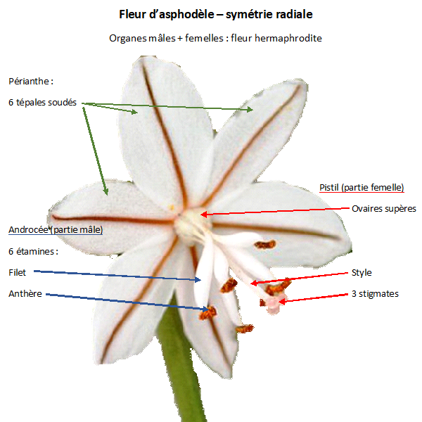 Annexe Fleur dasphodèle.png