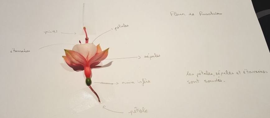 Annexe 20180512_092421.jpg