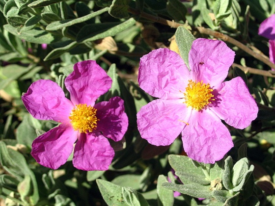 Annexe med-ciste-cotonneux-visoflora-16274.jpg