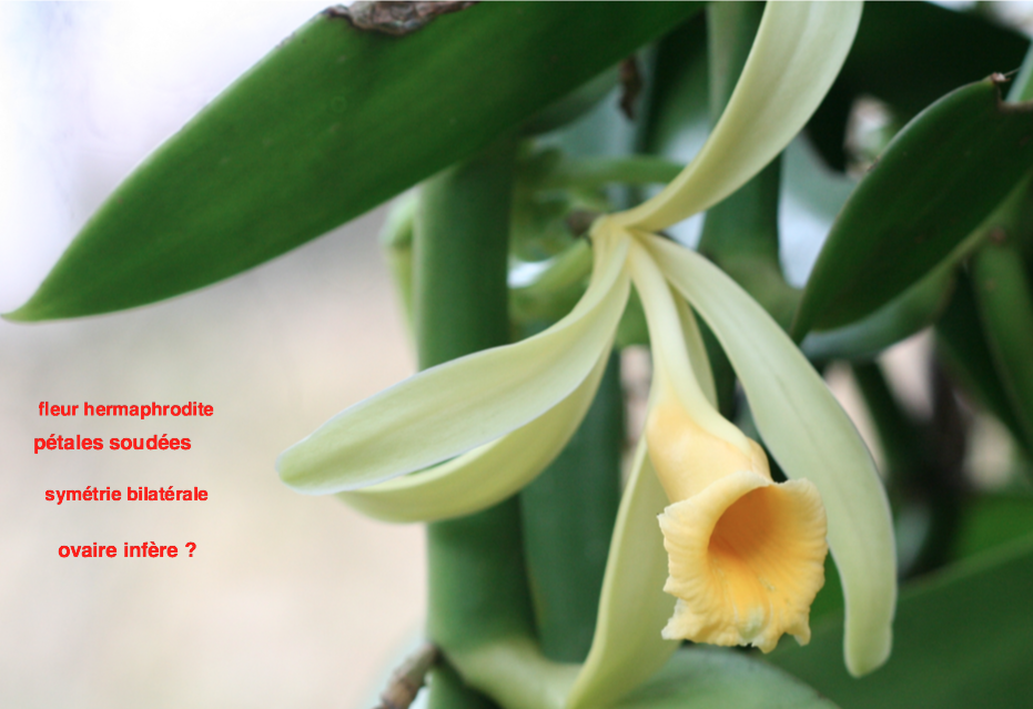 Annexe fleur de vanillier.png