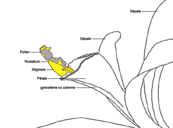 Annexe vanille schéma.png