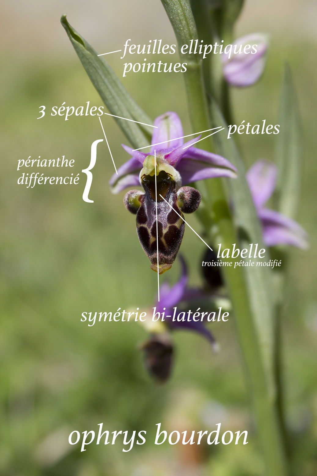 Annexe ophrys-bourdon.jpg