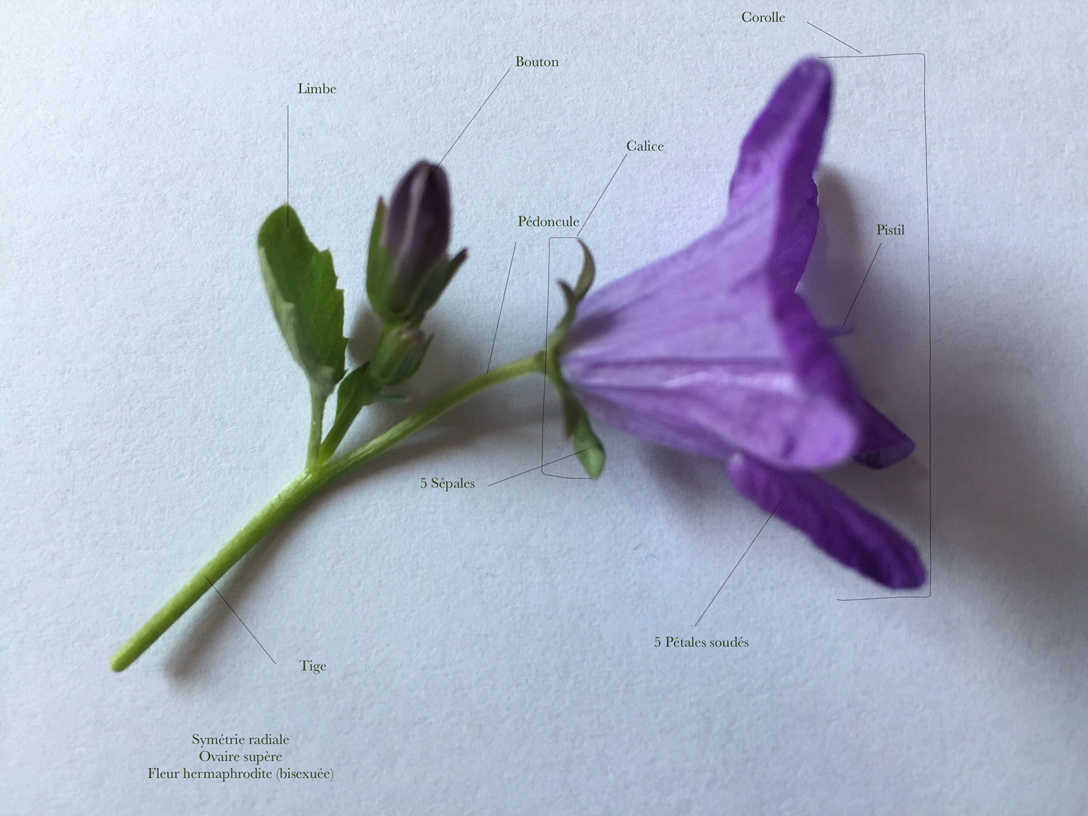 Annexe Campanule 1 small.jpeg