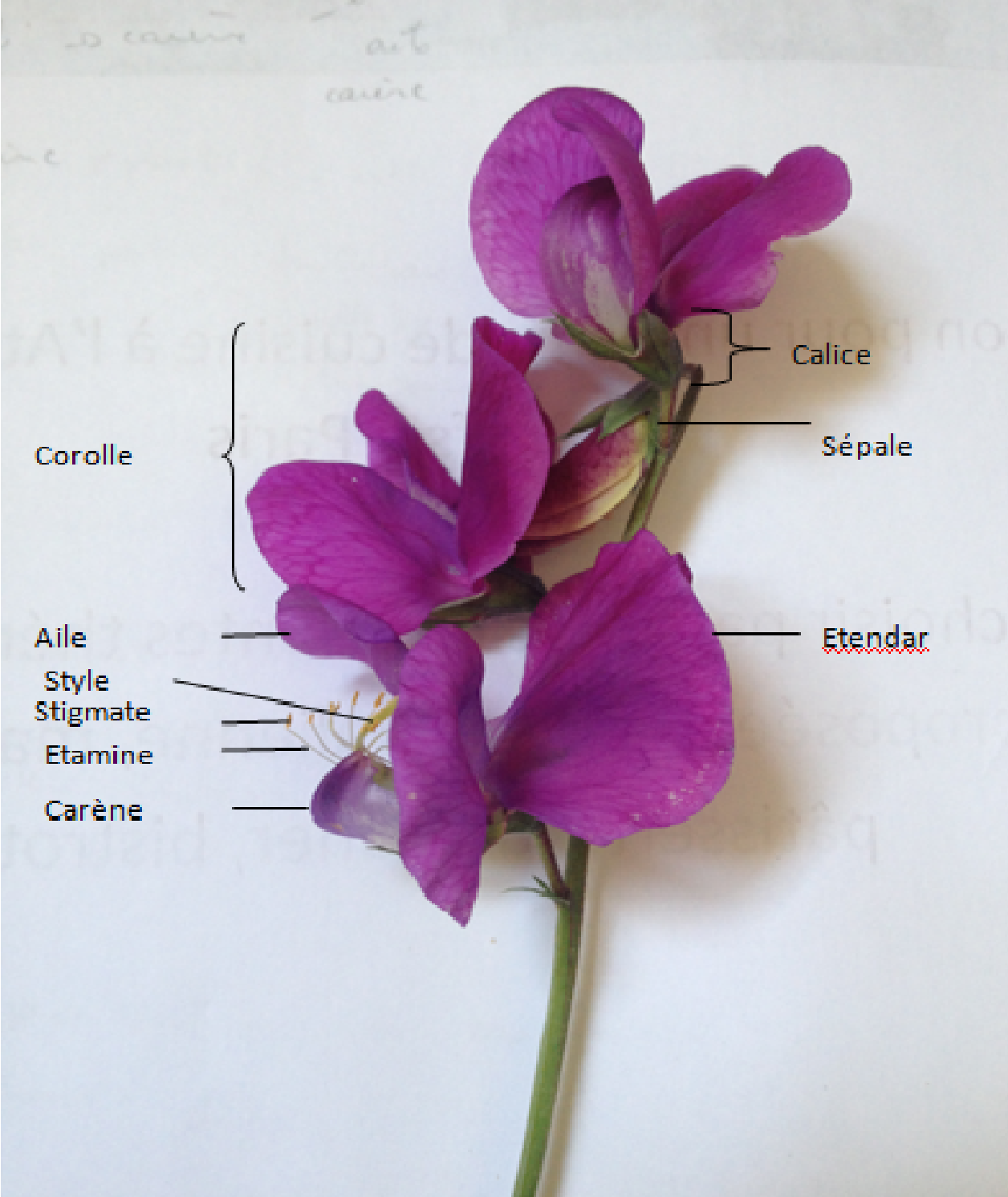 Annexe Mooc séquence 3.png
