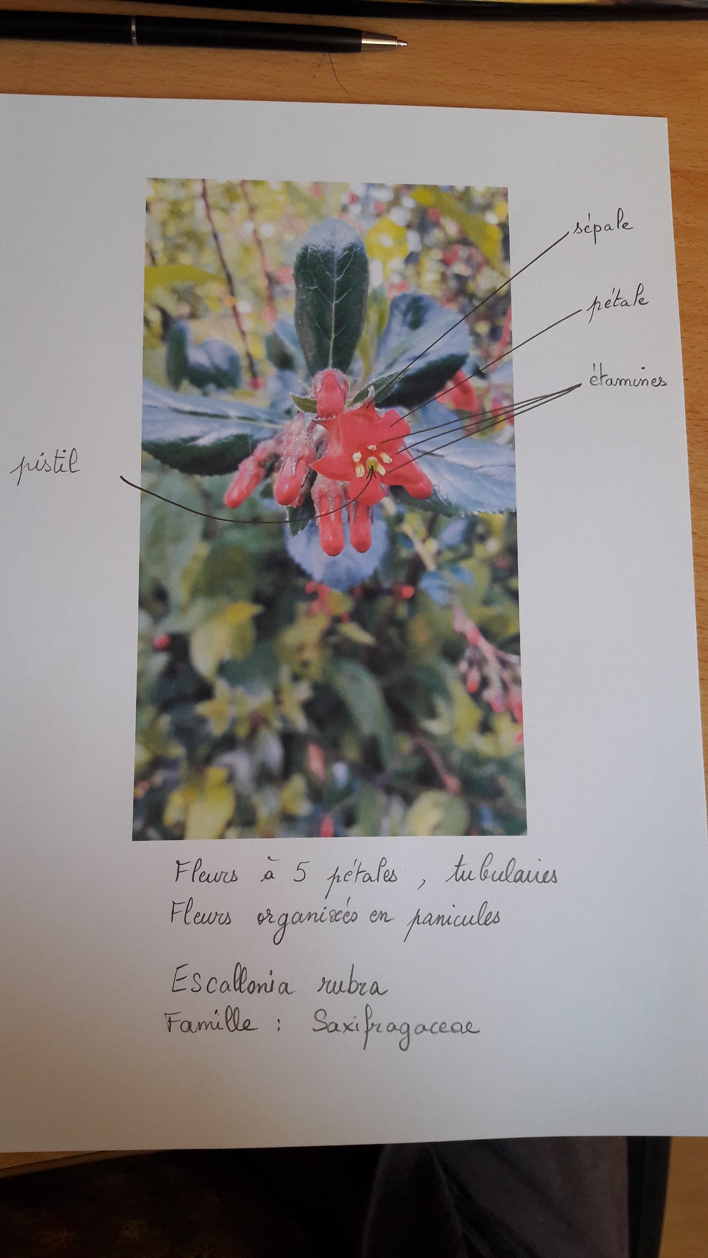 Annexe escallonia rubra.jpg