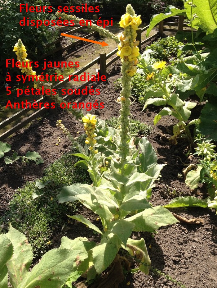 Annexe MOLENE Lessines Juillet 2014.jpg