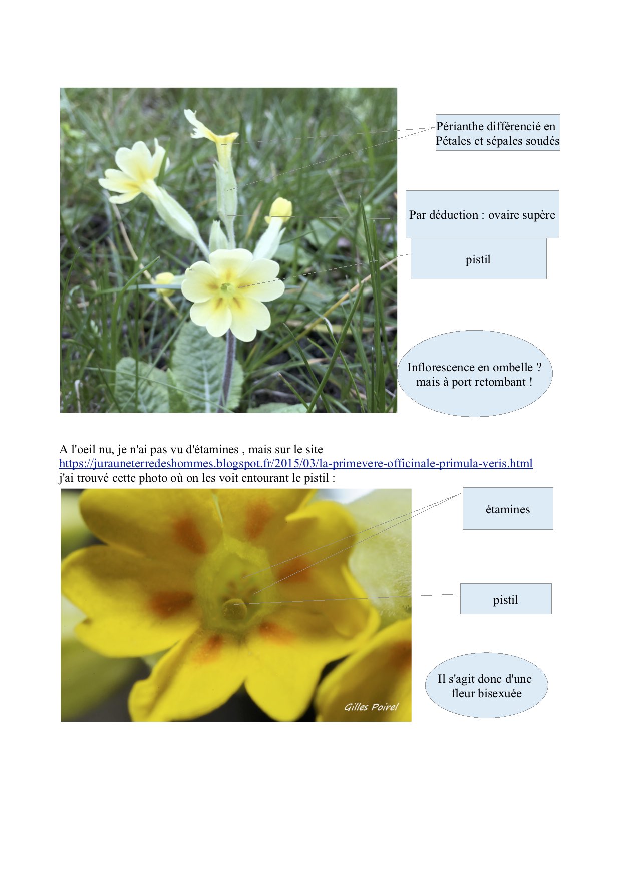 Annexe description fleur primevère officinale.jpg