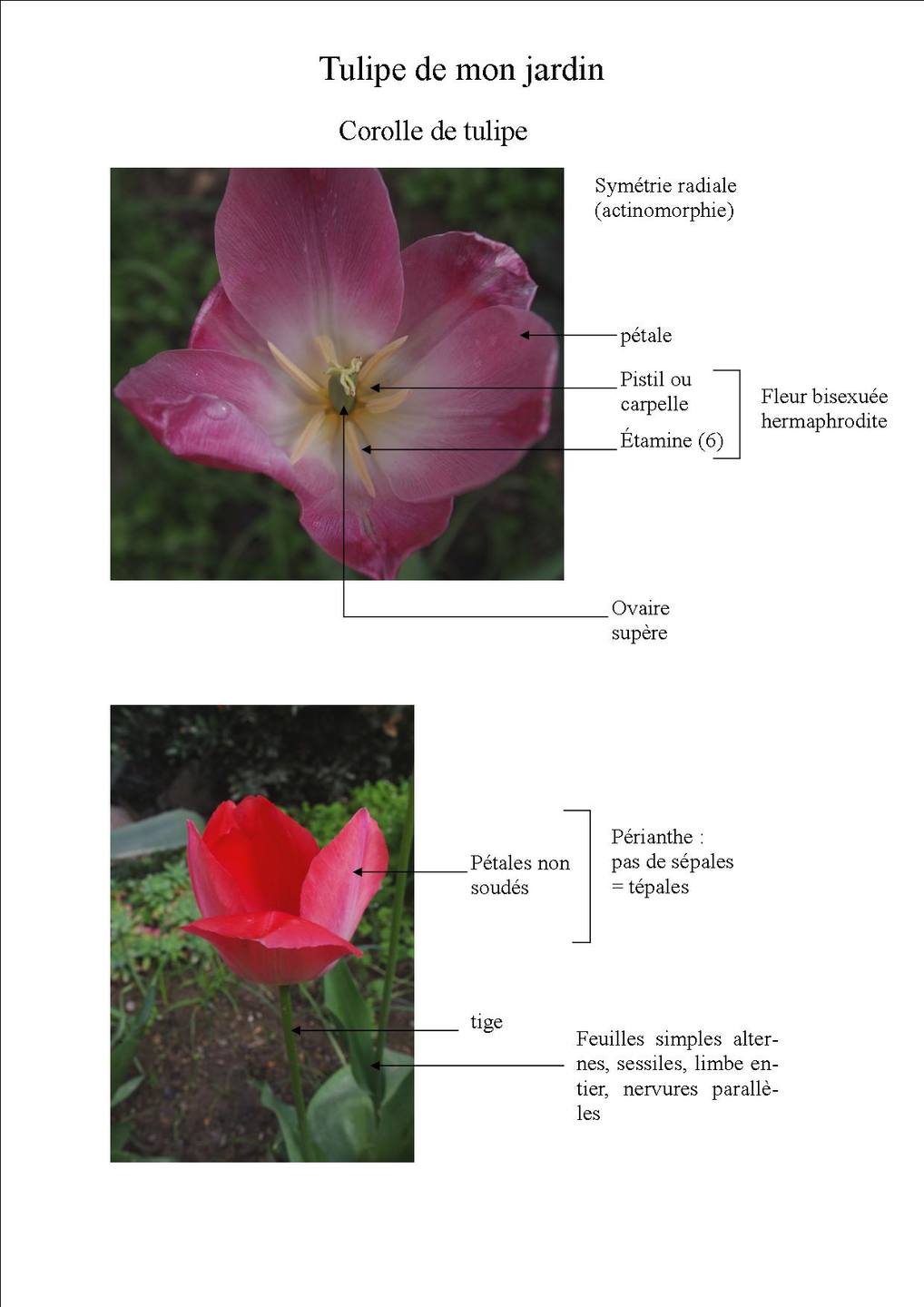 tulipe de mon jardin