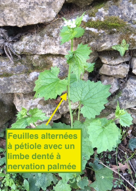 feuille alliaire