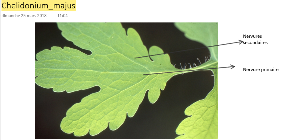 Chélidoine Majeure 2