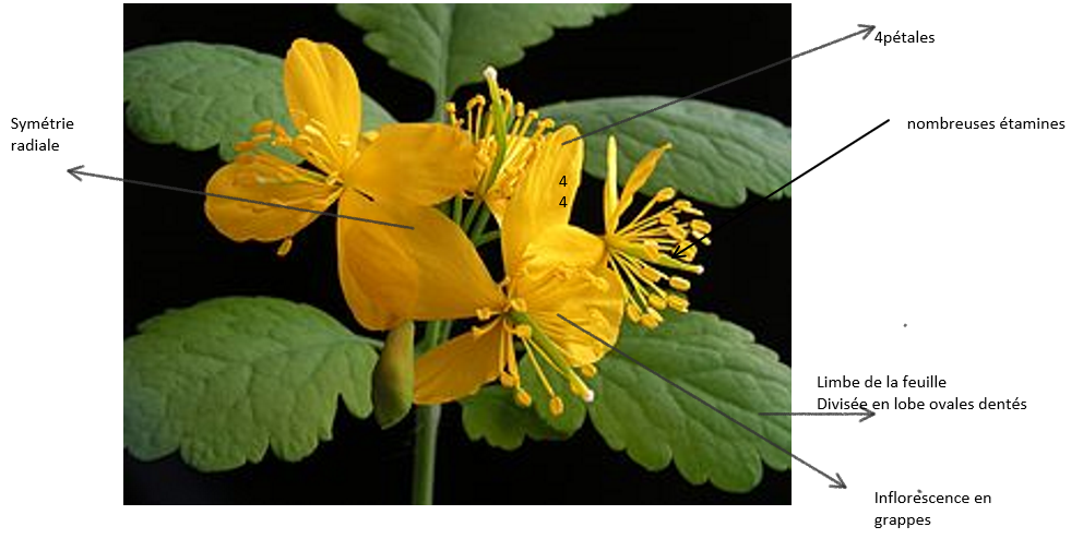 Chélidoine Majeure 1