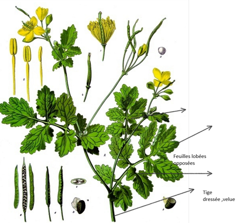 Chélidoine Majeure 3