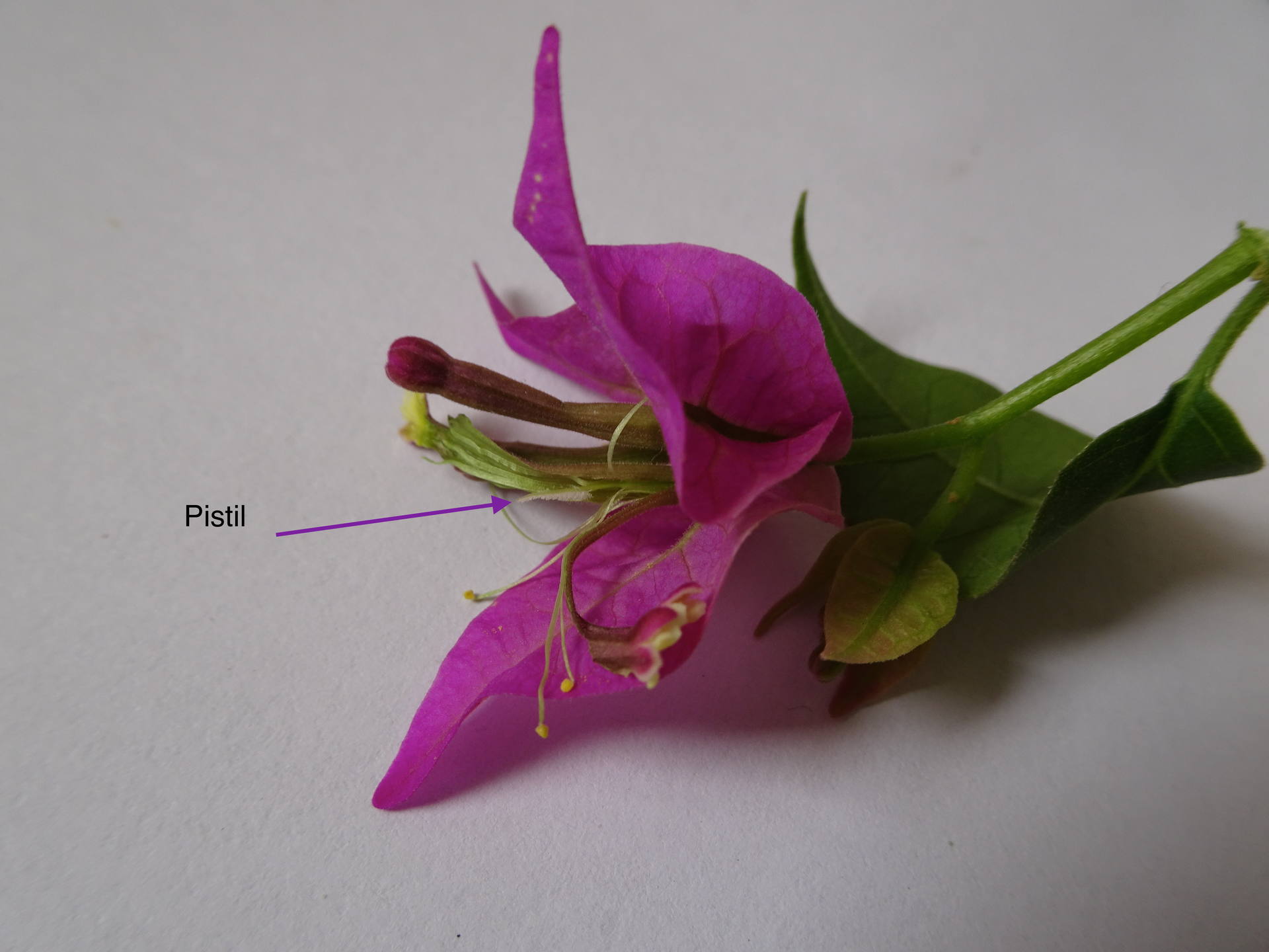 Coupe de bougainvilliers