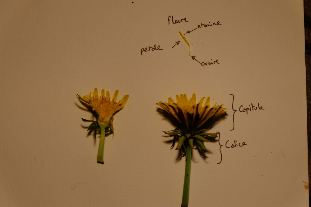 Découpe de pissenlit