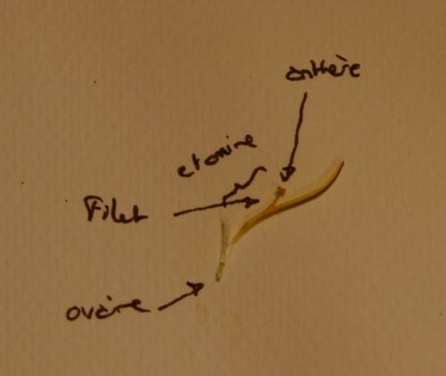 une fleur de pissenlit