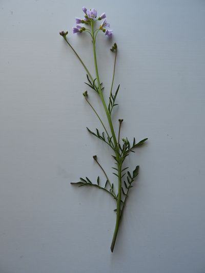 Cardamine des prés