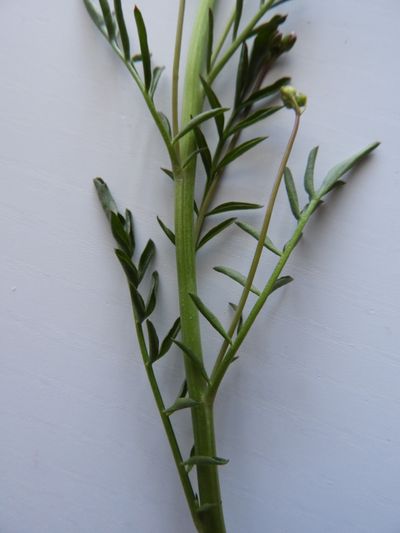 Cardamine des prés - feuilles