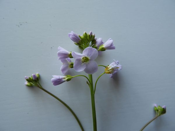 Cardamine des prés - fleurs
